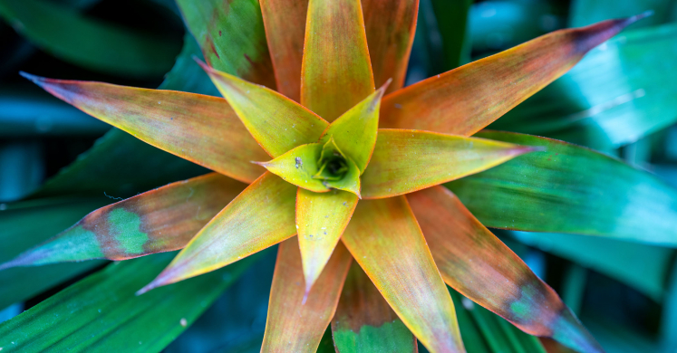 This Week at Phipps: March 17 – 23 This Week at Phipps: March 17 – 23