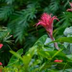 This Week at Phipps: March 2 – 8