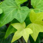 This Week at Phipps: March 23 – 29