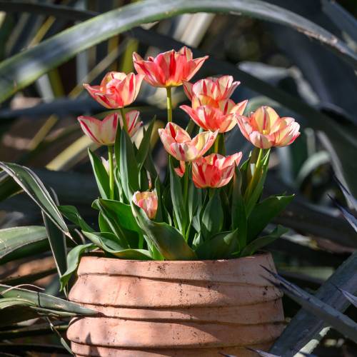 This Week at Phipps: March 24 – 30