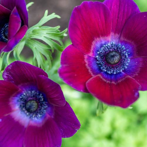 This Week at Phipps: March 31 – April 6