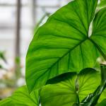 This Week at Phipps: March 9 – 15