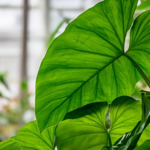 This Week at Phipps: March 9 – 15