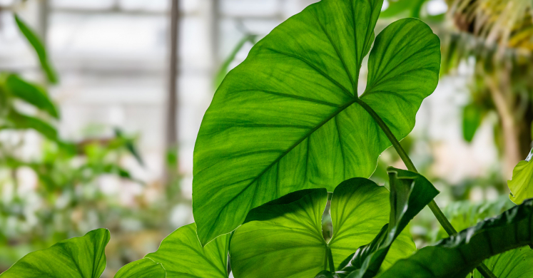 This Week at Phipps: March 9 – 15