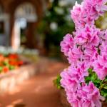 This Week at Phipps: April 13 – 19