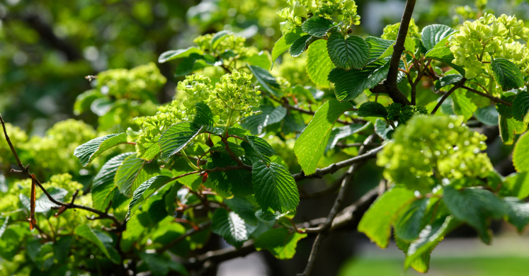 This Week at Phipps: April 20 – 26