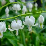 This Week at Phipps: April 27 – May 3