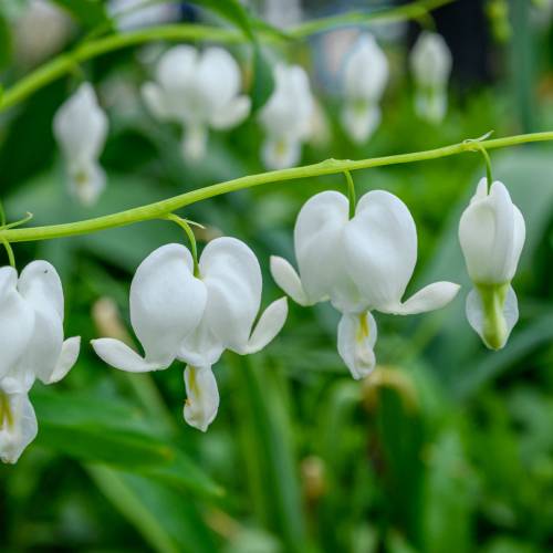 This Week at Phipps: April 27 – May 3