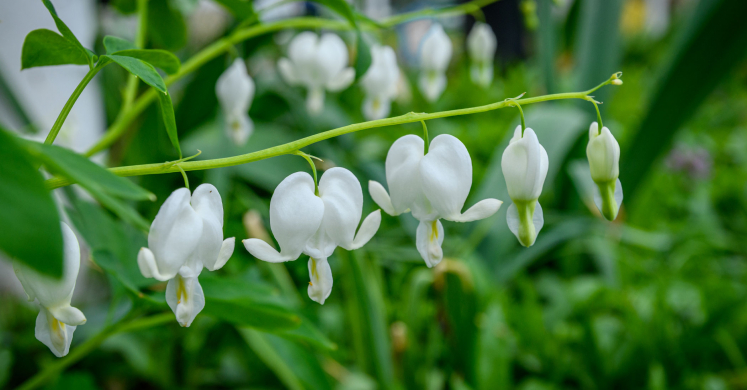 This Week at Phipps: April 27 – May 3