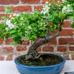 This Week at Phipps: April 7 – 13