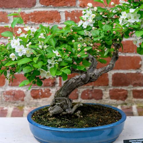 This Week at Phipps: April 7 – 13