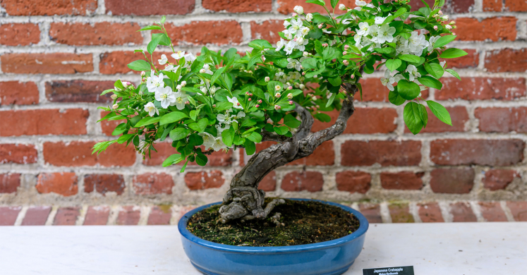 This Week at Phipps: April 7 – 13