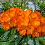 This Week at Phipps: May 11 – 17