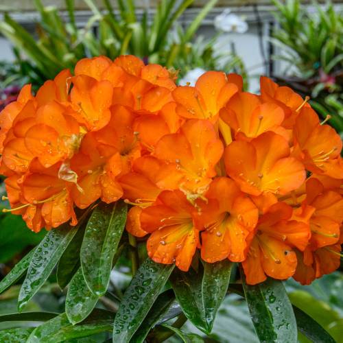 This Week at Phipps: May 11 – 17