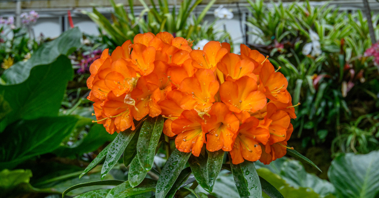 This Week at Phipps: May 11 – 17