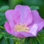 This Week at Phipps: May 12 – 18