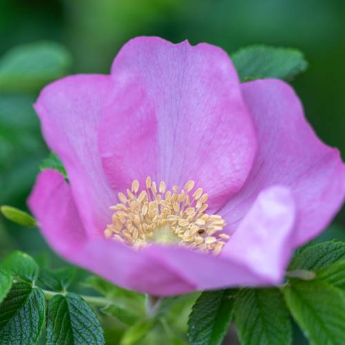 This Week at Phipps: May 12 – 18