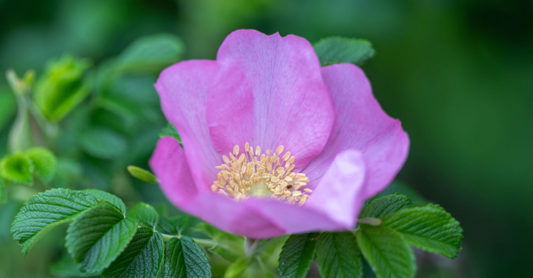 This Week at Phipps: May 12 – 18 This Week at Phipps: May 12 – 18