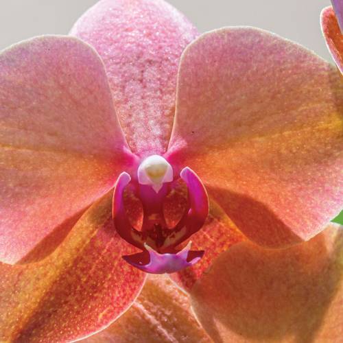 This Week at Phipps: May 13 – 19