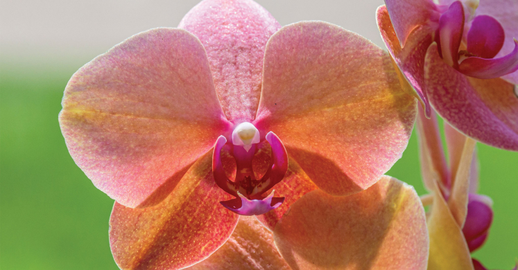 This Week at Phipps: May 13 – 19