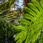 This Week at Phipps May 18 – 24