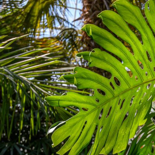 This Week at Phipps May 18 – 24