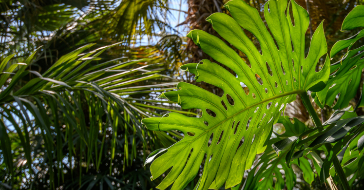 This Week at Phipps May 18 – 24