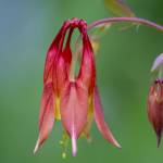 This Week at Phipps: May 19 – 25