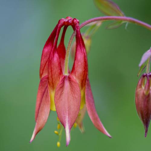 This Week at Phipps: May 19 – 25