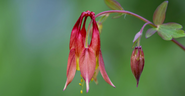 This Week at Phipps: May 19 – 25 This Week at Phipps: May 19 – 25