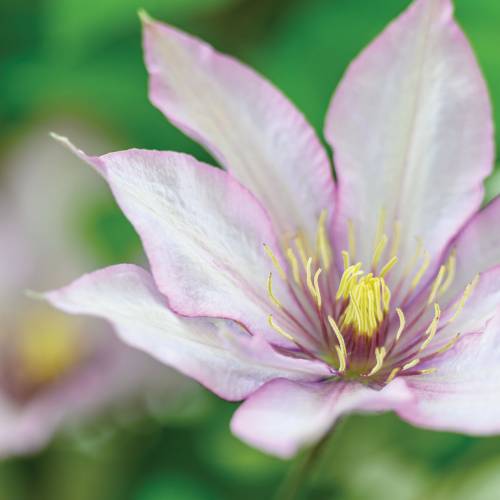 This Week at Phipps: May 20 – 26