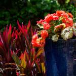 This Week at Phipps: May 25 – 31