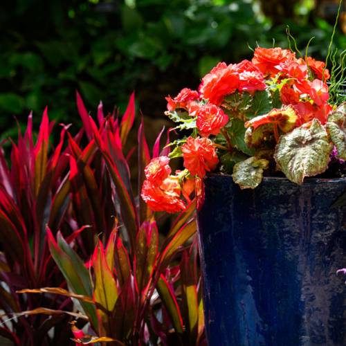 This Week at Phipps: May 25 – 31