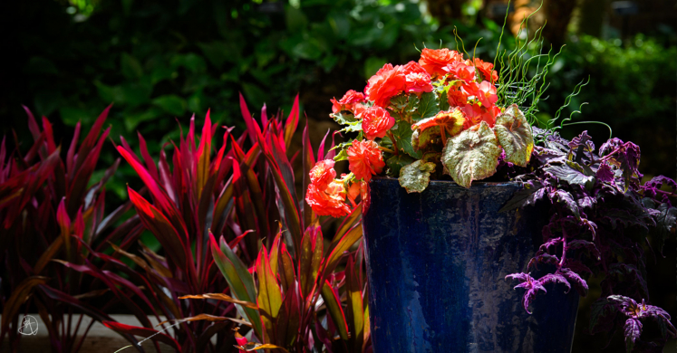 This Week at Phipps: May 25 – 31