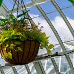 This Week at Phipps: May 26 – June 1