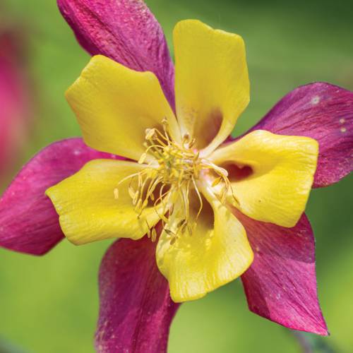 This Week at Phipps May 27 – June 2