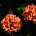 This Week at Phipps: May 4 – 10
