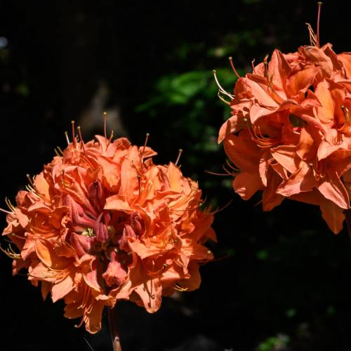 This Week at Phipps: May 4 – 10