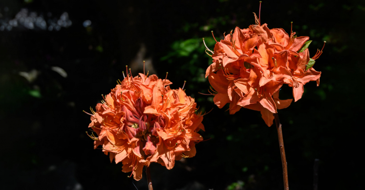 This Week at Phipps: May 4 – 10