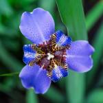 This Week at Phipps: May 5 – 11