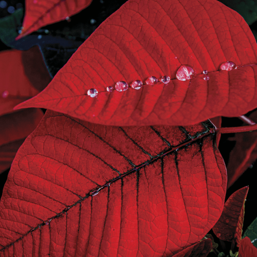 This Week at Phipps: Nov. 18 – 23