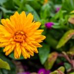 This Week at Phipps: June 1 – 7