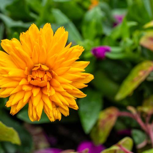 This Week at Phipps: June 1 – 7