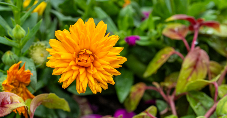 This Week at Phipps: June 1 – 7