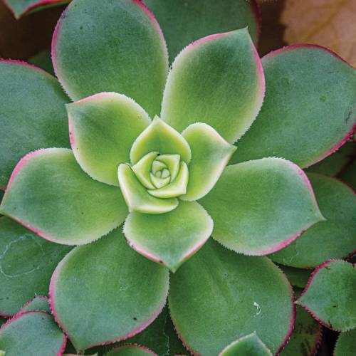 This Week at Phipps: June 10 – 16