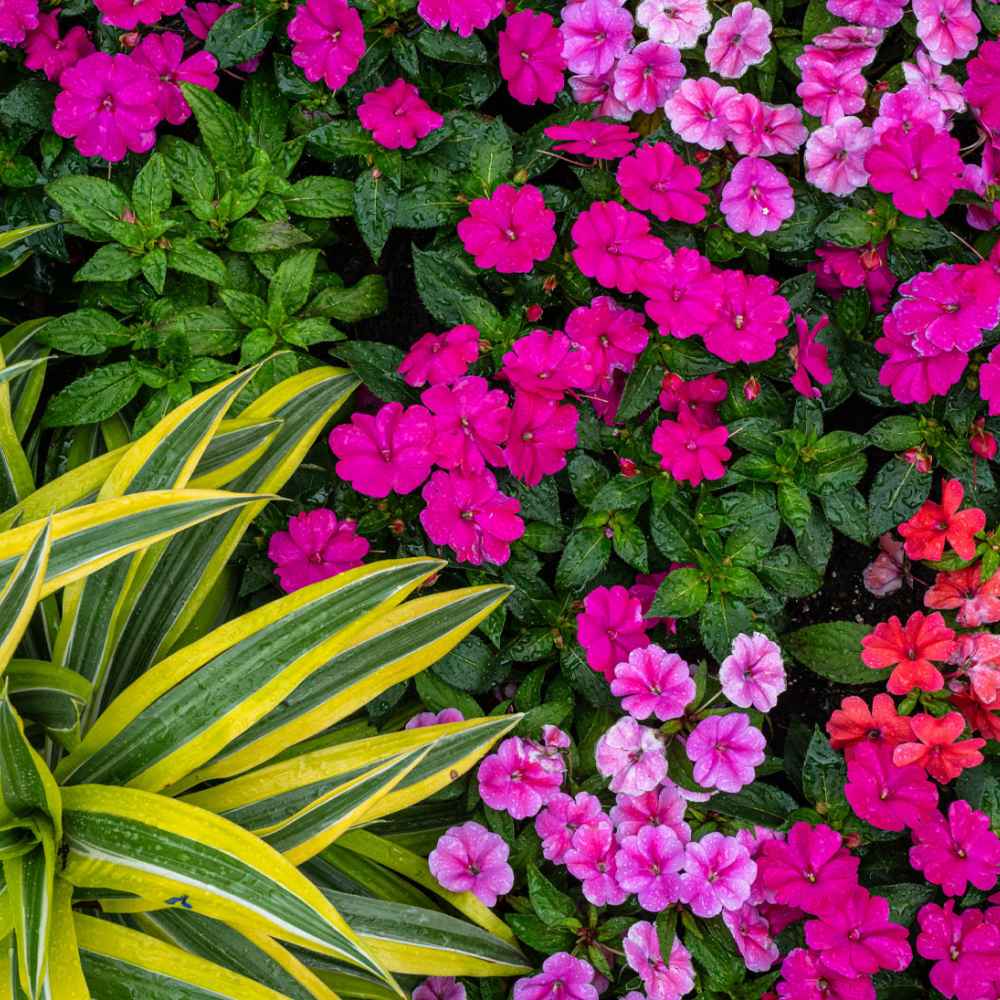 bioPGH Blog: Common Lilac | Phipps Conservatory and Botanical