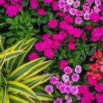 This Week at Phipps: June 15 – 21