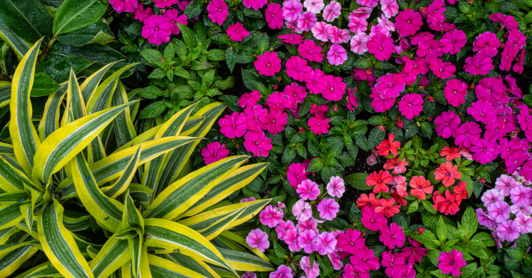 This Week at Phipps: June 15 – 21