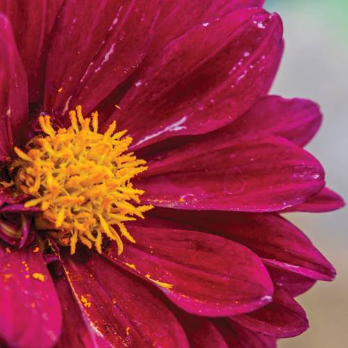 This Week at Phipps: June 17 – 23