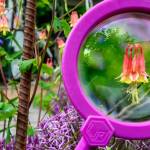 This Week at Phipps: June 2 – 8